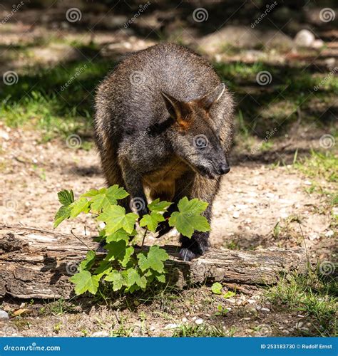 Swamp Wallaby Wallabia Bicolor Is One Of The Smaller Kangaroos Stock