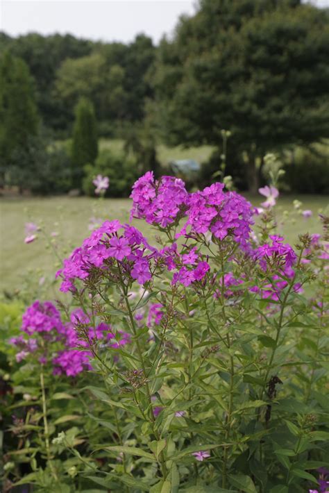 Phlox Paniculata Robert Poore 72021 Garden Phlox Flickr