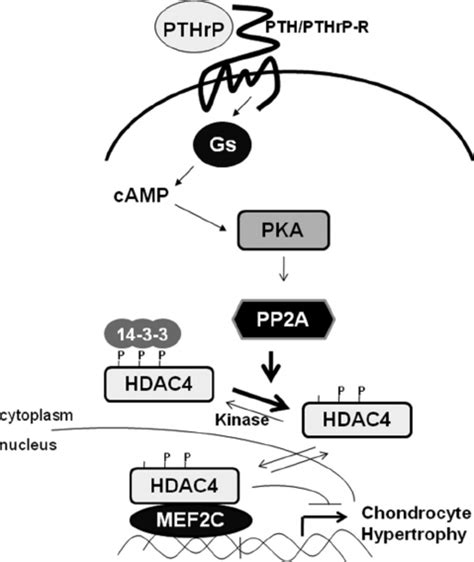 PTHrP Signals Repress Chondrocyte Hypertrophy Via A PKA Activated