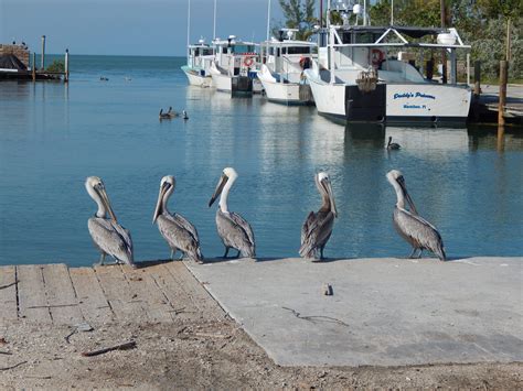 Lobster harvest takes a hit