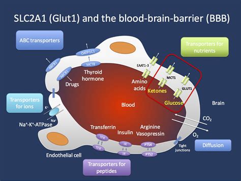 Glucose Transporter Type 1 Glut1 Deficiency Syndrome - Transport Informations Lane