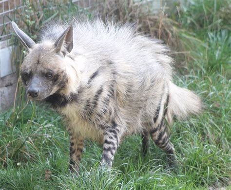 Striped hyena - ZooChat