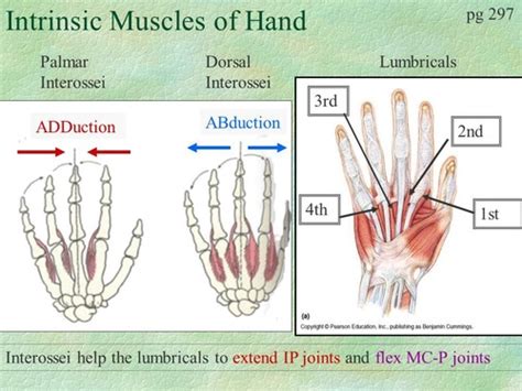 Lumbricals And Interossei Of Hand