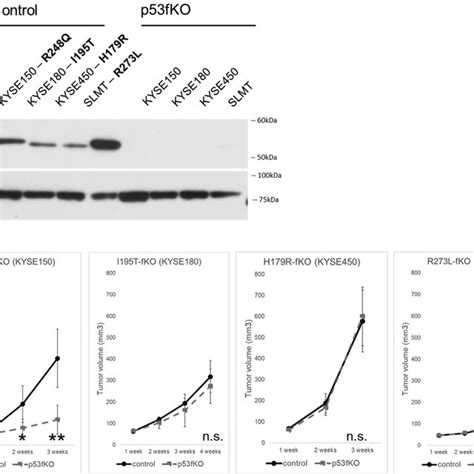 In Vivo Functional Analysis Of P53 Mutants A Western Blotting Download Scientific Diagram