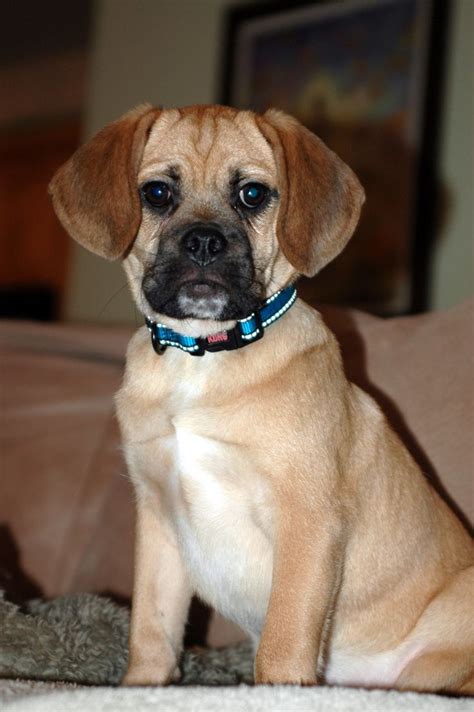 Puggle Puppy Maxi Puggle Puppies Puggle Sweet Dogs