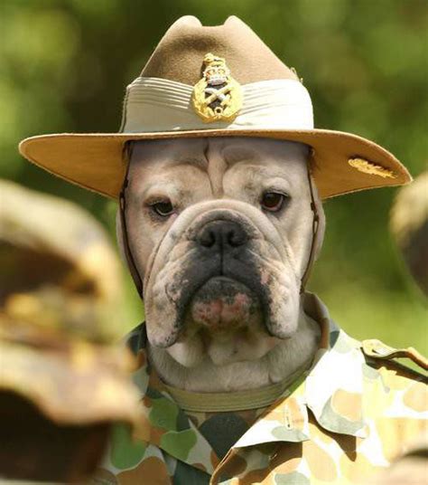 Клички для собак мальчиков