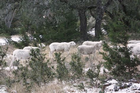 Wild Ed's Texas Outdoors: Snow and Ice Storm Hits Central Texas