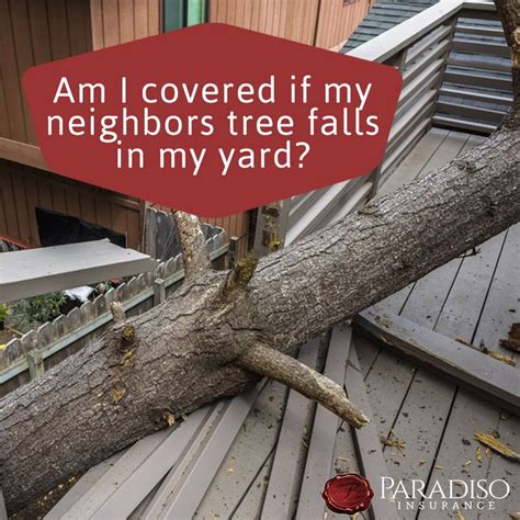 Help My Neighbors Tree Fell On My House Now What Paradiso