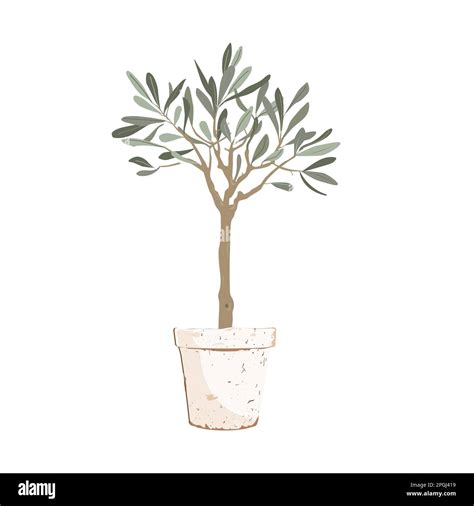 Olive Tree Drawing To Color