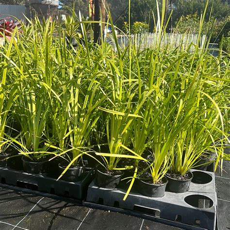 lomandra hystrix mm forsteriana