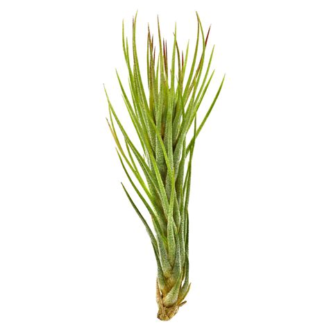 Tillandsia Funckiana Single Plant Mini Aquasabi Aquascaping Shop