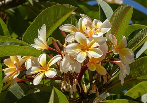 images plumeria flower frangipani petal botany flowering