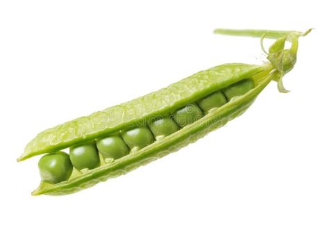 31 667 Pea Pod Stock Photos Free Royalty Free Stock Photos From