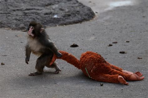 punch drunk love lonely baby monkey  japan  viral focus