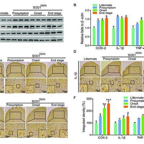 The Expression Of Cox 2 Il 1β And Tnf α Was Elevated In The Lumbar