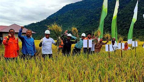 Lagi Petani Binaan Pt Vale Panen Raya Sri Organik Topiksultra