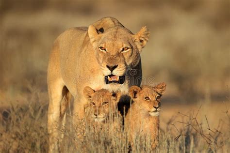 Lioness with cubs stock image. Image of unspoiled, eyes - 25928331