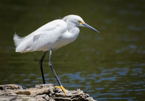 Heron Symbolism: 16 Spiritual Meanings Of Heron