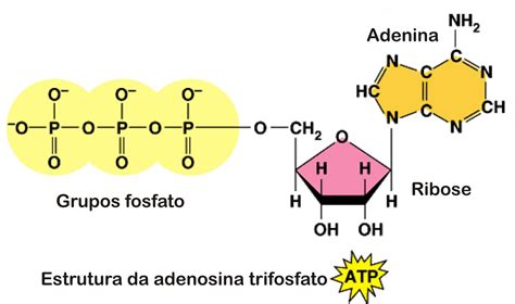 Ph N T Atp N L G C I M Ch C N Ng V T M Quan Tr Ng Dyb