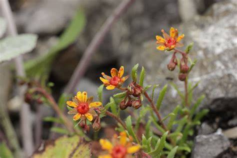 Yellow Mountain Saxifrage Saxifraga aizoides Björn S Flickr