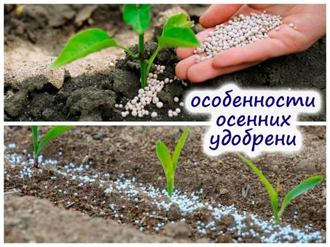 Осенние комплексные минеральные удобрения: особенности и преимущества