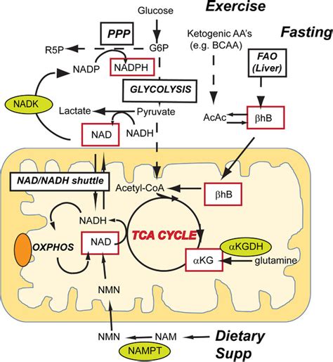 The Aging Metabolome—biomarkers To Hub Metabolites Sharma 2020