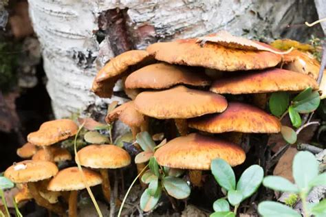 Can You Smoke Shrooms 10 Facts And Myths Credihealth