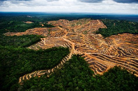 How Palm Oil Cultivation In Borneo Is Threatening The Ecosystem Everywhere The Washington Post