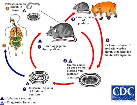 Trichuris Vulpis Life Cycle