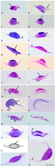 Microorganisms Free Full Text Insights Into The Biology Of