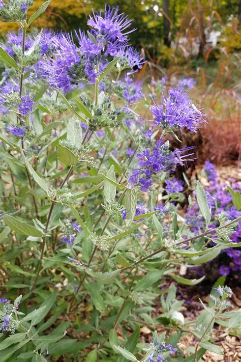 Episode Summer Color Fine Gardening