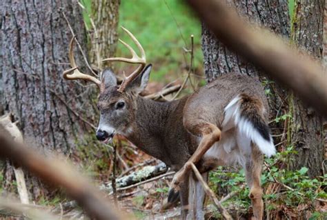 Use Native American Tactics for Deer Day 4: Camouflage Your Deer Stalk ...