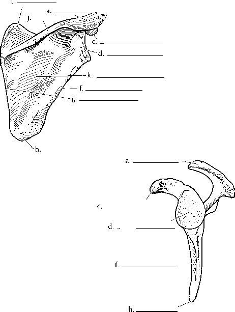 Anatomy Labeled Subscapular Fossa | Anatomy bones, Medical anatomy ...