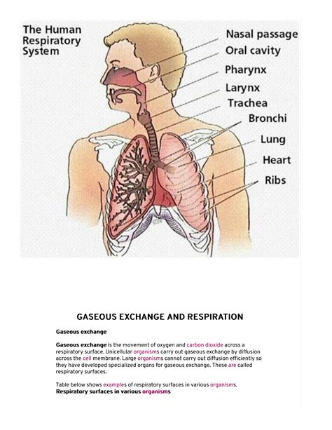 Solution Biology O Level Form Two Gaseous Exchange And Respiration