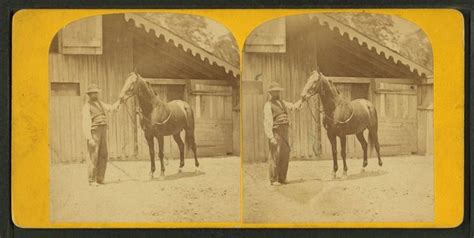 Lexington | ExploreKYHistory | Thoroughbred horse, Racehorse, Horses