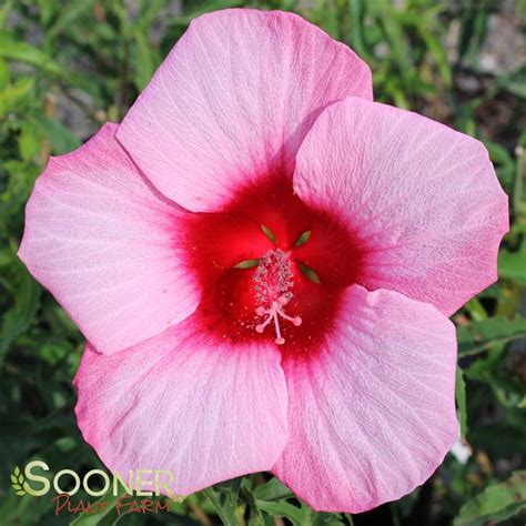 Lady Baltimore Hardy Hibiscus Sooner Plant Farm