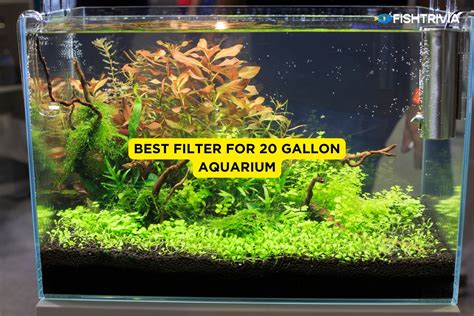 Best 20-Gallon Aquarium Filters [2024 Updated] | FishTrivia