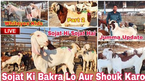 Deonar Bakra Mandi 2024 Friday Live Mandi Update Sojat Ki Bakra Lo