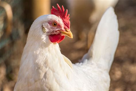 Leghorn Chicken Breed Profile The Hip Chick