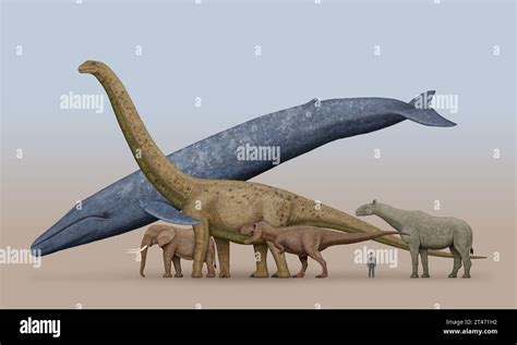 Comparative Sizes Of Blue Whale Elephant Argentinosaurus Tyrannosaurs Rex And Paraceratherium