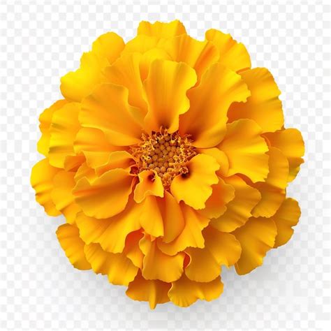 Premium Photo Beautiful Yellow Marigold Flower