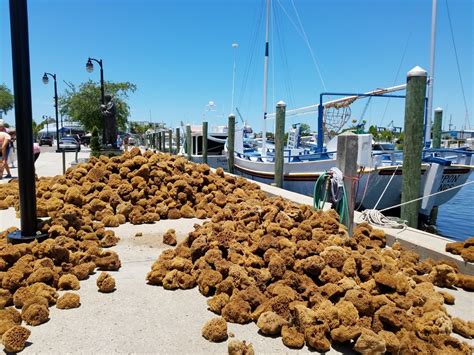 Tarpon Springs Sponge Docks Tarpon Springs Sponge Docks St Pete Beach