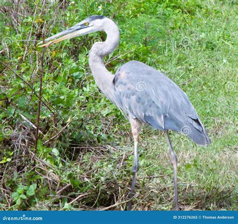 Large and Gorgeous Great Blue Heron in a Florida Swamp. Stock Image