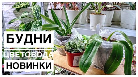 Будни цветовода | Прогулка в Леруа Мерлен | Новинки | 14.10.2022г ...