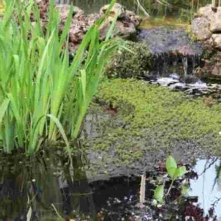 Cr Er Une Mare Naturelle Dans Son Jardin Conseils