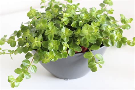 Peperomia Plant