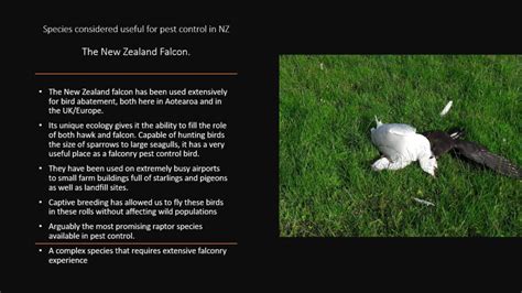 Kahu Conservation Falcon Presentation | | New Zealand Aviation Wildlife ...