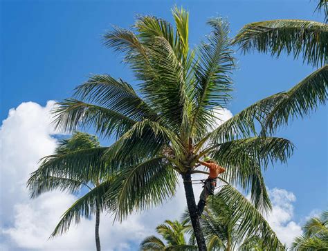 Palm Tree Removal Mackay | Hi-Line Tree Services