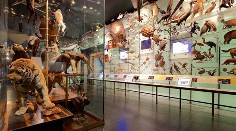 American Museum of Natural History in Manhattan | Expedia.co.th