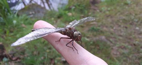 How can I save this big guy : r/insects